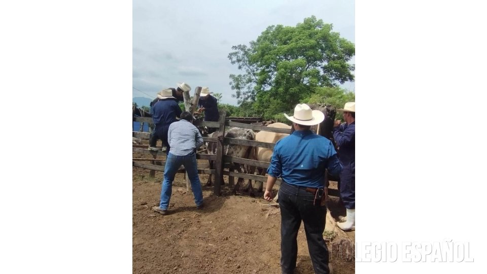 Práctica Manejo Preventivo de Bovinos